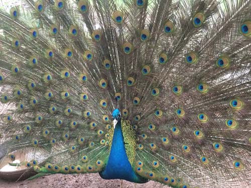 Nature/Animals/Science