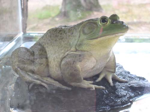 Nature/Animals/Science