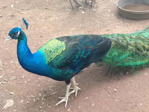 Nature/Animals/Science