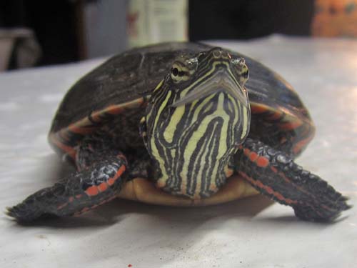 Nature/Animals/Science