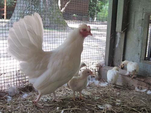 Nature/Animals/Science