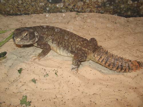 Nature/Animals/Science